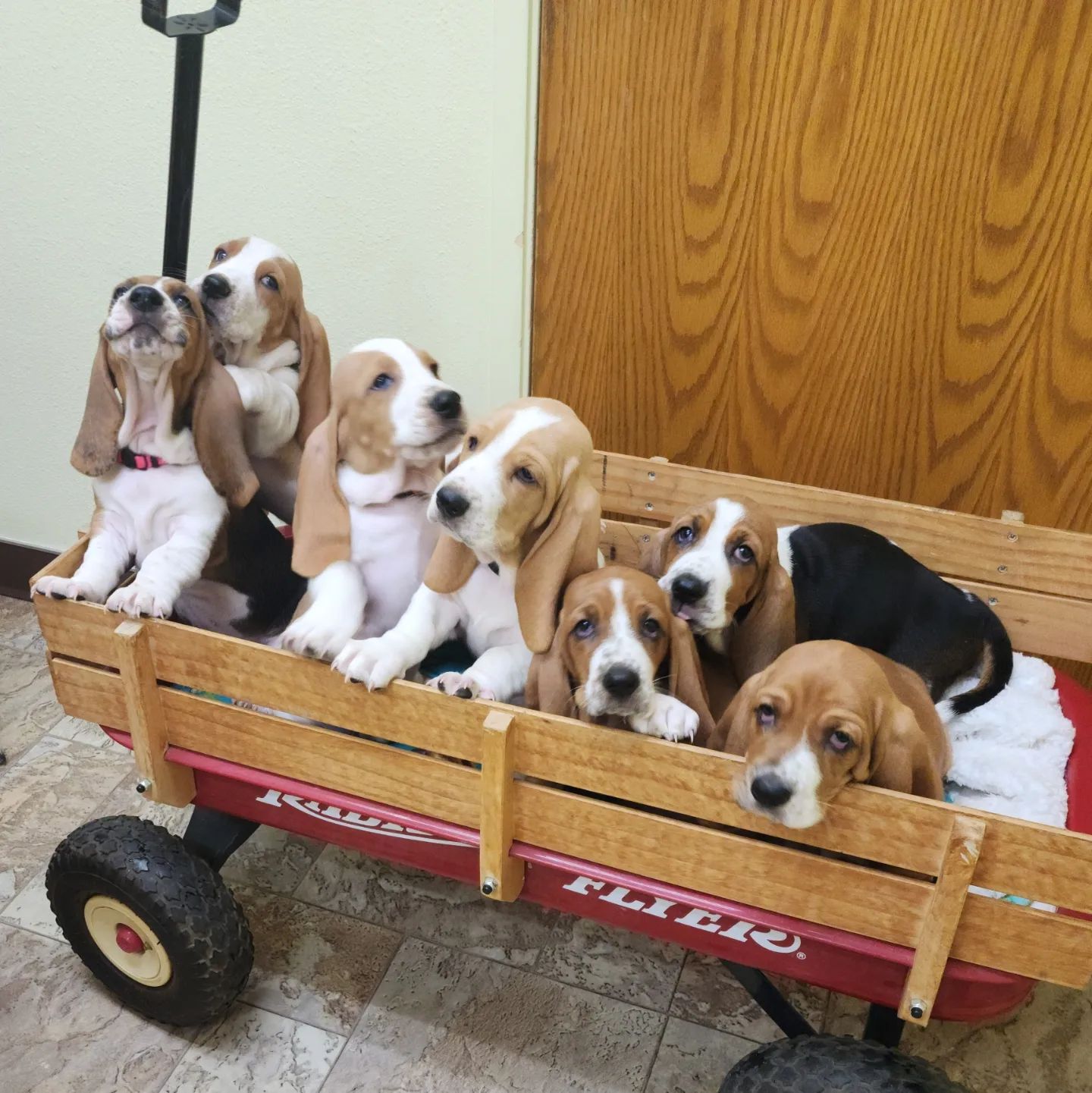 basset hound puppies for sale