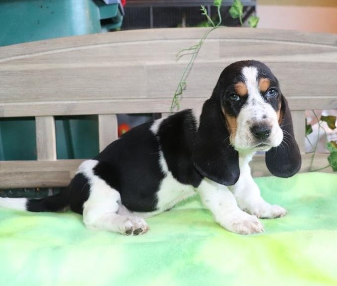 how much are basset hound puppies