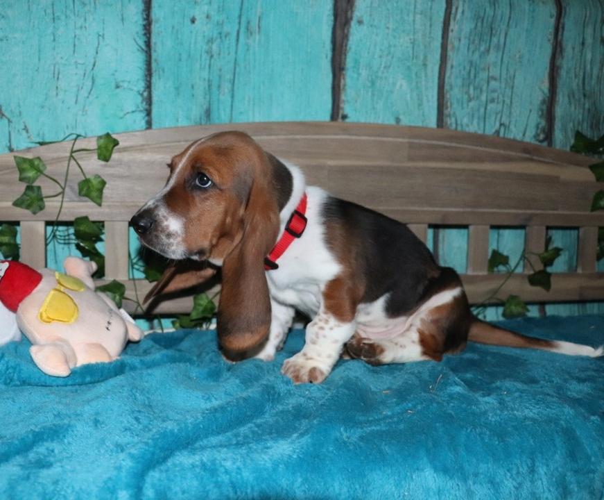 basset hound puppies for sale near me